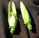 Carica papaya Female Flower