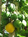 Fruit at Kahanu Gardens NTBG Kaeleku Hana, Maui. November 04, 2009.