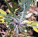 Papaya leaf infestation of the papaya mealybug, Paracoccus marginatus Williams and Granara de Willink.