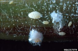 Several female papaya mealybugs (1/16 to 1/8 inch long) and two web masses on a stem of a red potato sprout.