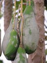 Papaya Mildew on Fruit