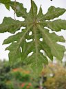 Powdery Mildew on Leaf