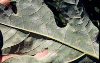 Powdery Mildew on Leaf