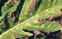 Powdery Mildew on Leaf