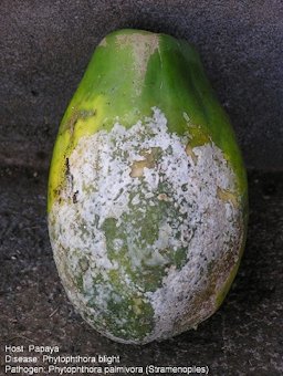 Phytophthora Blight on Fruit