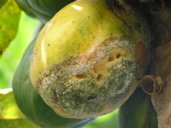 Phytophthora Blight on Fruit