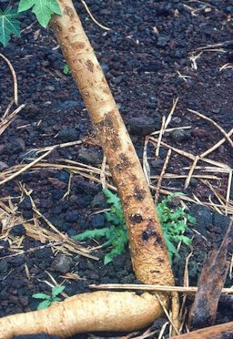 Cockroach Damage to Stem