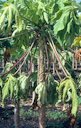 Wilting of Leaves Caused by Lightning