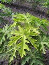 Papaya: Iron (Fe) deficiency