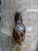 Papaya (Carica papaya): Giant African snail (Achatina fulica)