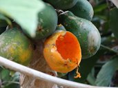 Rats feeding injury to fruit