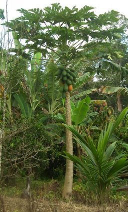 Growing in a woodland garden, Brazil