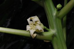 Papaya flower in small papaya tree is about 7 ft height in Kolkata