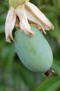 Grafted Black Passionfruit (Passiflora edulis 'Nellie Kelly' scion on Passiflora caerulea rootstock) cultivated in Ballan, Victoria, Australia