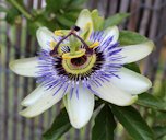 Grafted Black Passionfruit (Passiflora edulis 'Nellie Kelly' scion on Passiflora caerulea rootstock) cultivated in 'Balian, Victoria, Australia