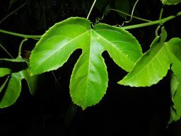 Passiflora quadrangularis L.