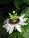 Passiflora edulis Sims