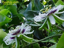 Passiflora edulis