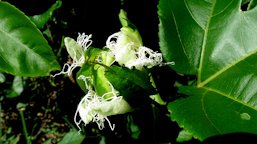 Passiflora edulis Sims, One day after anthesis...