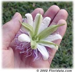 This is the underside of a passion flower.