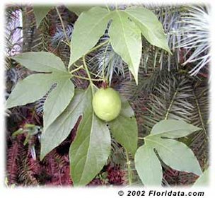 The fruits of this species of passionflower are called maypops