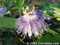 Maypop flower