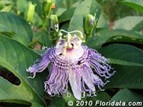 Maypop flower