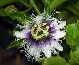 Passionfruit, Passiflora eculis