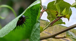 Gulf fritillary caterpillar feeding on leaf.