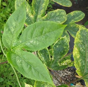 Spider mite damage. Notice the recent damage on younger leaf compared to older damage.