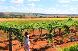 Produção de maracujá em Brasília supera a média nacional