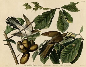 Asimina triloba (L.) Dunal [as Porcelia triloba (L.) Pers.]