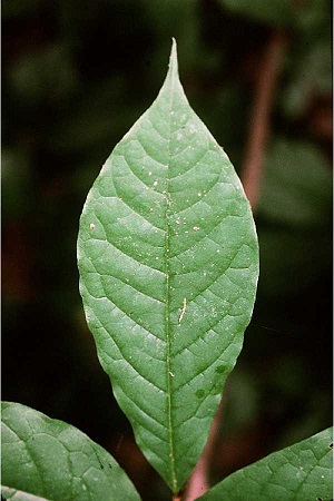 Leaf