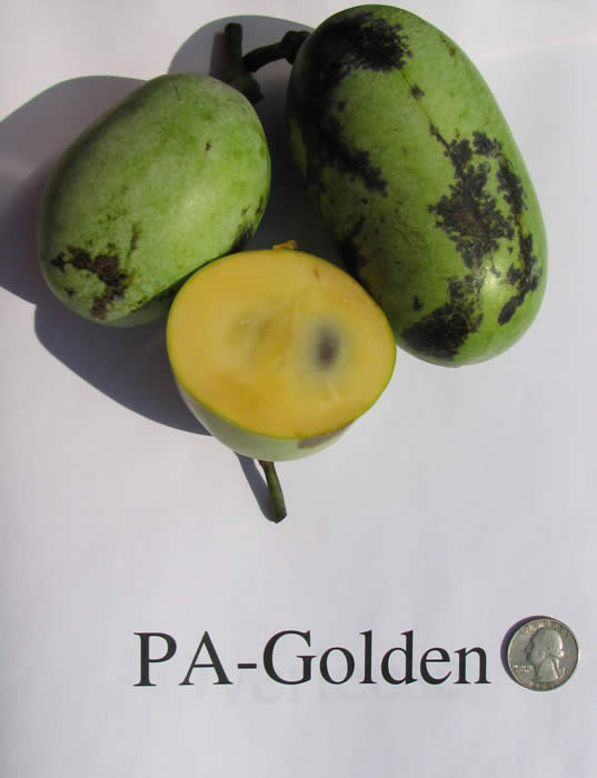 PA-Golden