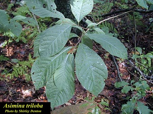 Asimina triloba