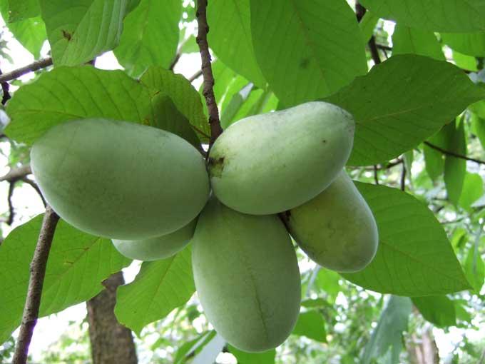 Pawpaw can be a dwarf shrub or a small tree