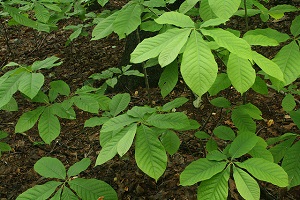 Asimina triloba close-up