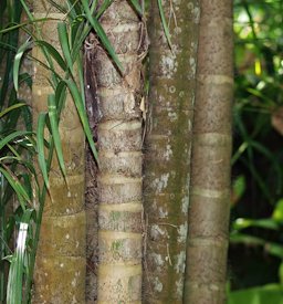 Bactris gasipaes stems