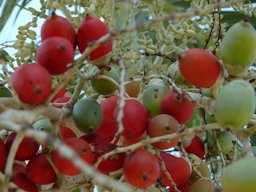 Peach Palm Fruit