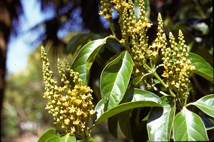 Flower habit