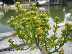 Flower habit