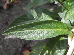 Solanum muricatum, pepino melon