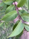 American Persimmon Diospyros virginiana, Corinth, TX, US