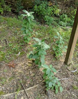 American Persimmon, Diospyros virginiana, Faulkner County, AR, USA