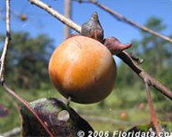 American persimmon