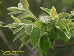 Diospyros virginiana