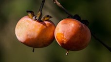 Wild persimmon, fall fruit, autumn fruit, persimmon tree, orange fruit, persimmon berry, diospyros virginiana