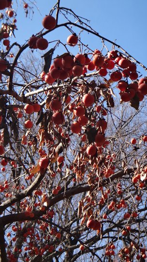 Japanese persimmon with fruit, National Arboretum