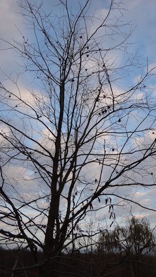 Wild persimmon tree with fruit