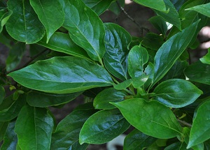 Leaf habit